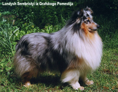 Шетлендская овчарка