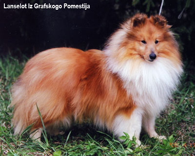 Шелти мини колли