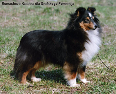 Шетлендская овчарка