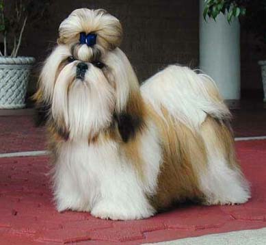 собачка хризантема собака