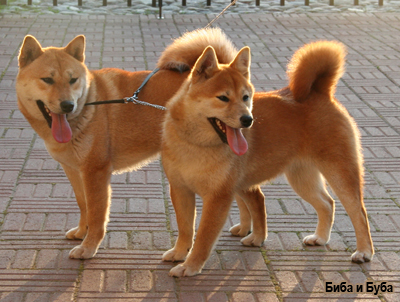 Сиба японский шпиц