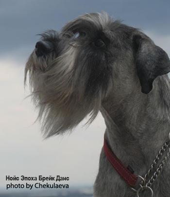 Миттельшнауцер