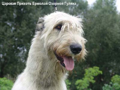 Ирландский волкодав