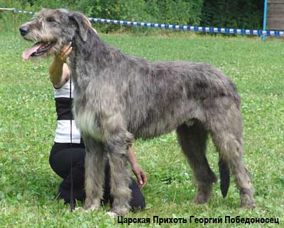 Ирландский волкодав