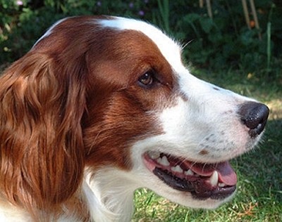 Ирландский красно-белый сеттер