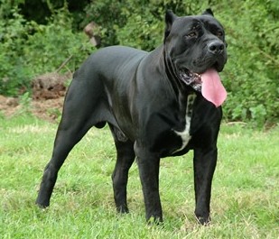 Итальянский кане корсо