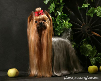 Йоркширский терьер