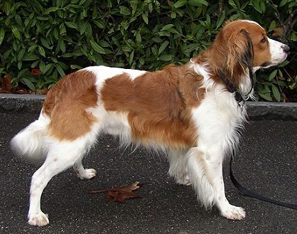 голландская водяная собака