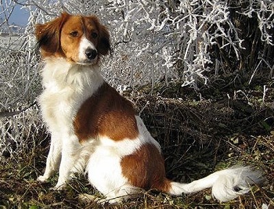 Койкерхондье голландская собака