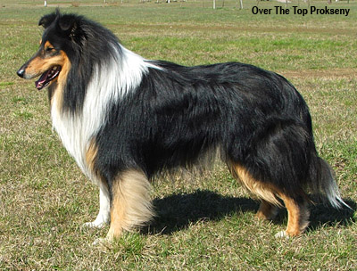 Колли длинношерстная