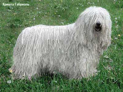 Венгерская овчарка