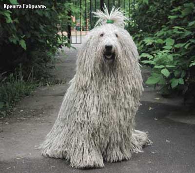 Комондор - Венгерская овчарка