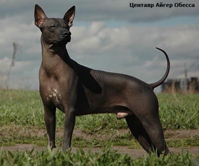 Мексиканская голая