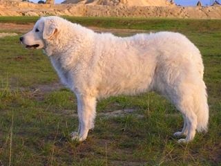 Венгерский кувас