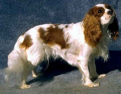 Кавалер Кинг Чарльз спаниель