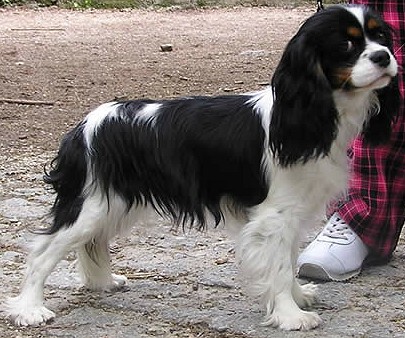 Кавалер Кинг Чарльз спаниель