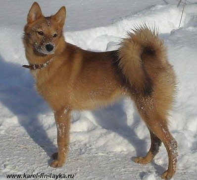 Карельская лайка