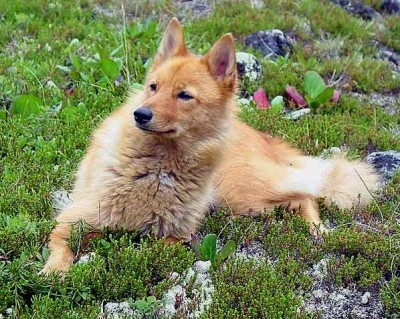 Карело-финская лайка