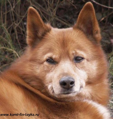Карелофинская лайка