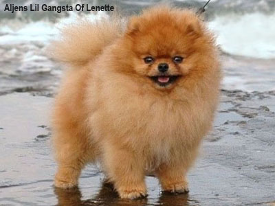 Карликовый шпиц