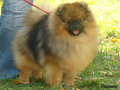 Карликовый померанский шпиц