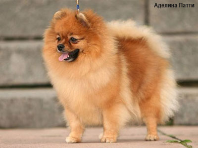 миниатюрный шпиц