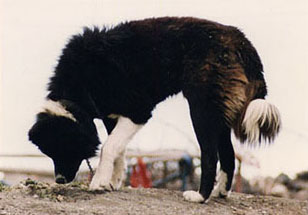 Карская собака