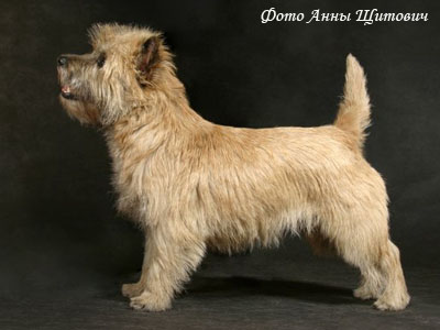 Керн терьер