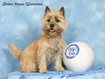 Керн терьер