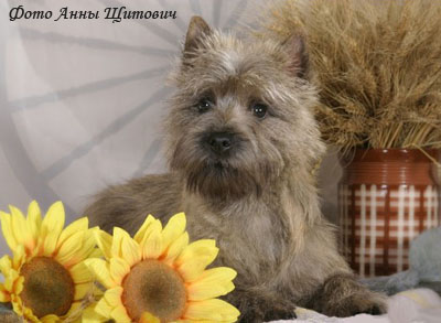 Керн терьер