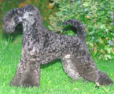 Керри Блю Терьер