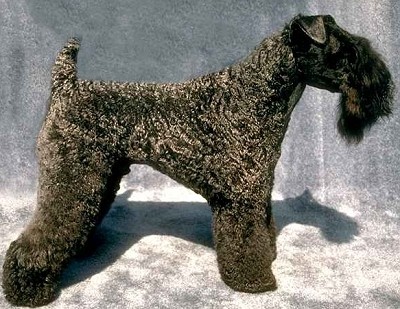 Керри Блю Терьер