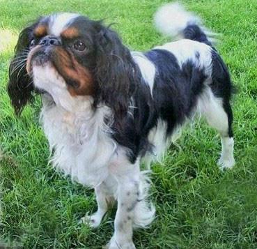 Кинг Чарльз спаниель