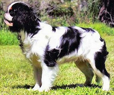 Кинг Чарльз спаниель