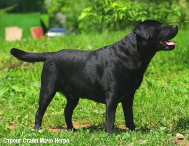 Лабрадор ретривер