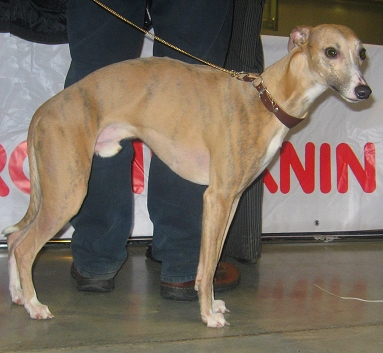 Малая итальянская борзая (Левретка)