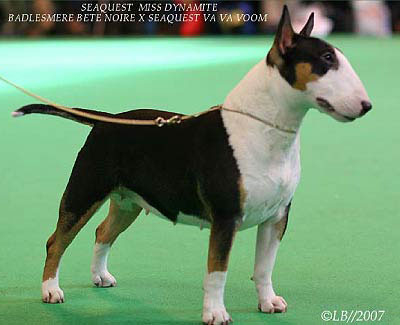 Миниатюрный бультерьер