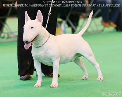 Миниатюрный бультерьер