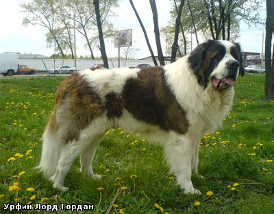 Московская сторожевая