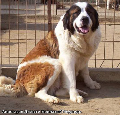 Московская сторожевая