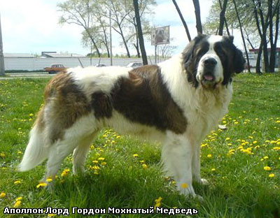 Московская сторожевая