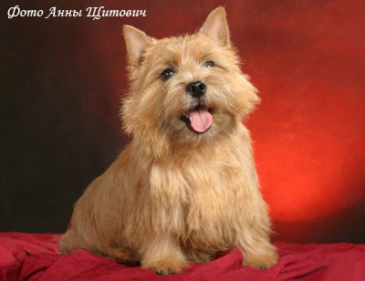 Норвич терьер