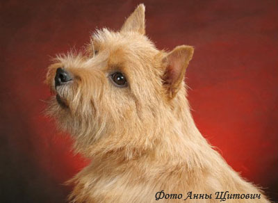 Норвич терьер