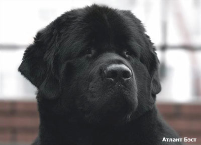 Ньюфаундленд