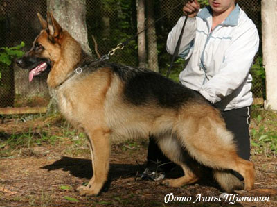 Немецкая овчарка