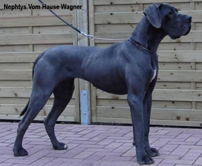 Немецкий дог