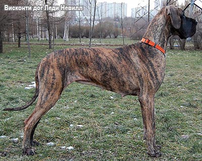 Немецкий дог