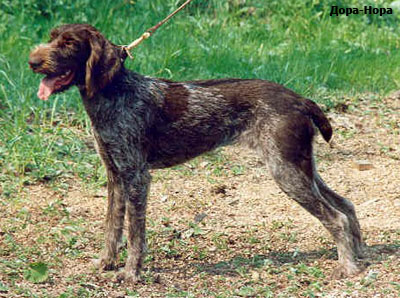 Немецкий дратхаар