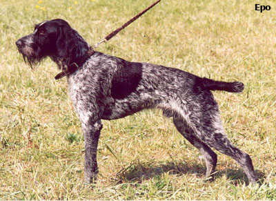 немецкая жесткошерстная легавая