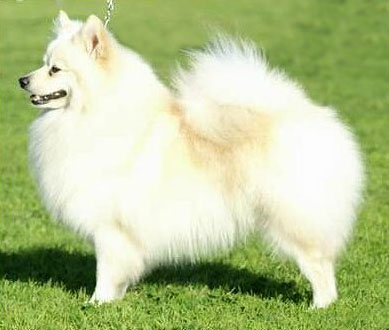 Немецкий шпиц большой